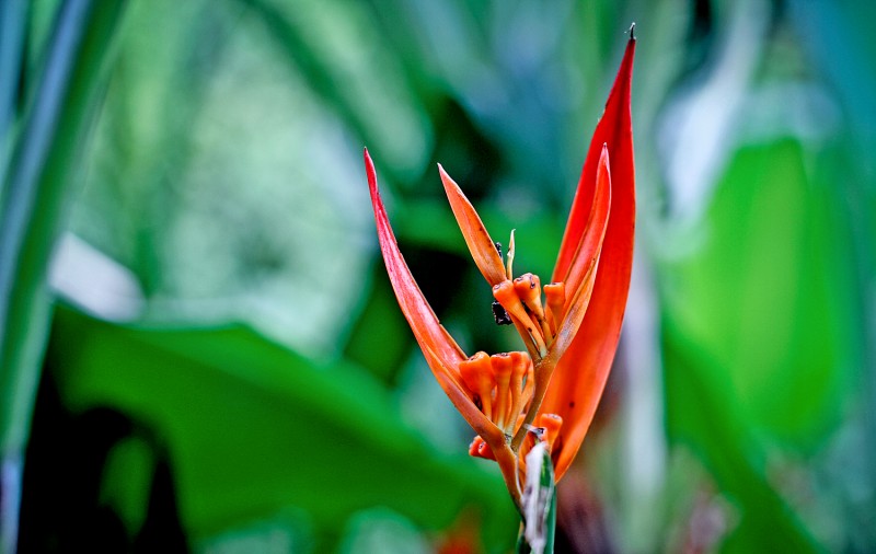 A flower at Diamond Botanical Garden in St. Lucia