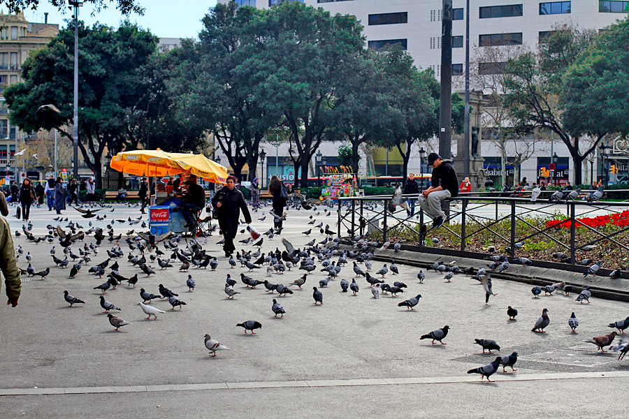 Pigeons everywhere at Catalunya square.