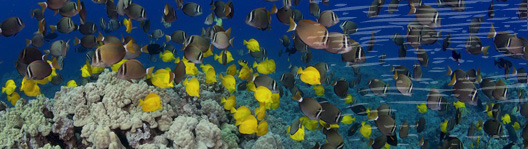 Cook Islands fish