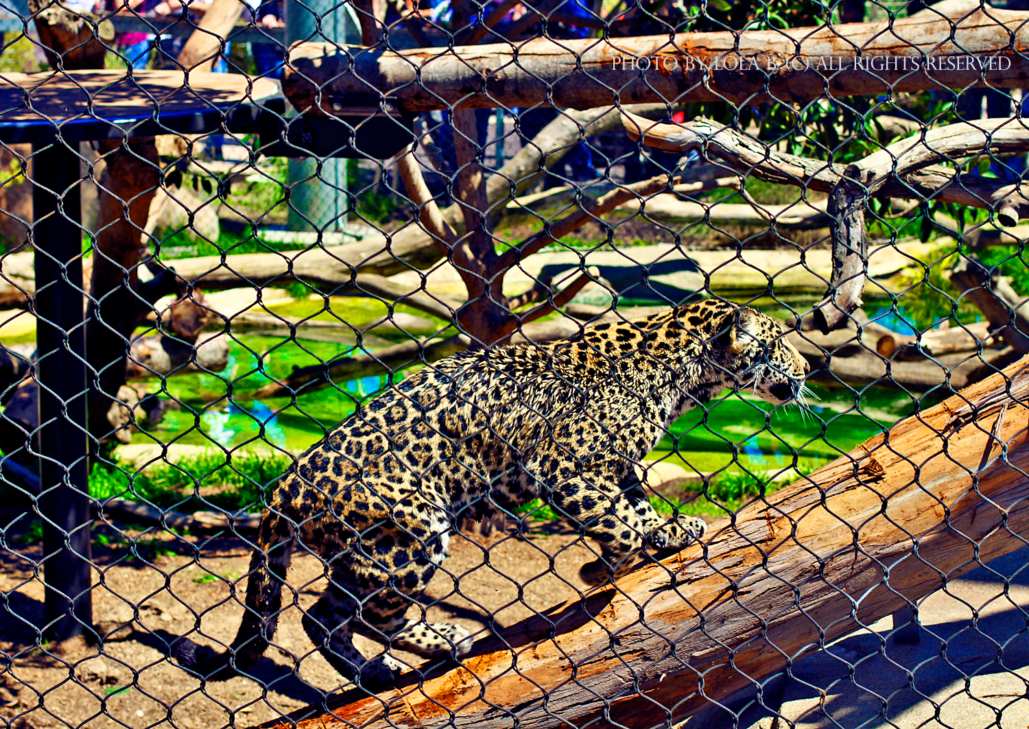 Cheetah at San Diego zoo